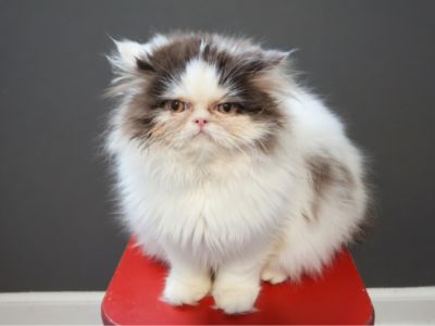 Cfa Chocolate Female Persian Kitten - Persian - Gallery Photo #1