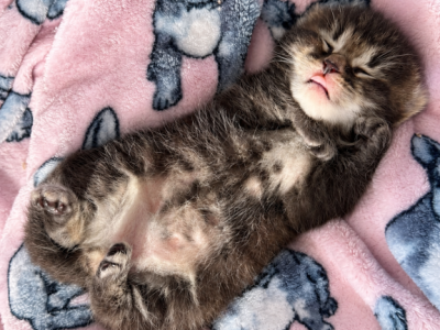 Joey - Siberian - Gallery Photo #1