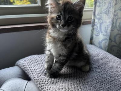 Nancy - Maine Coon - Gallery Photo #1