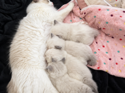 AryaArrow - Ragdoll - Gallery Photo #1
