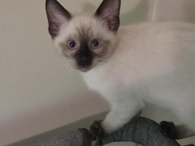 Seal Piont Male Kittens Ready Now - Siamese - Gallery Photo #1