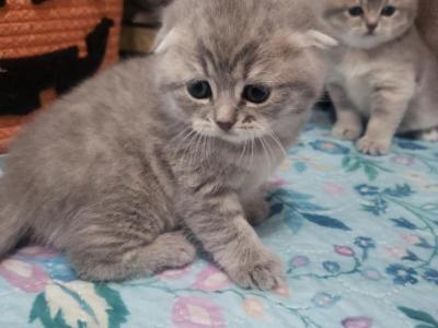Jules - Scottish Fold - Gallery Photo #1