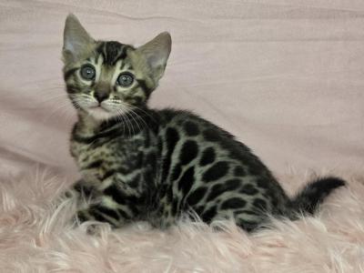 Brown Rosetted Male - Bengal - Gallery Photo #1
