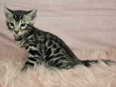 Silver Rosetted Male Blue Collar - Bengal - Gallery Photo #1