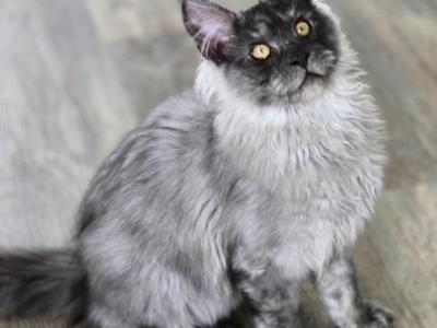 Maine Coon Male Female Male - Maine Coon - Gallery Photo #1