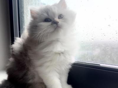 Bella - Persian - Gallery Photo #1