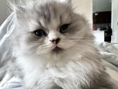 Pepi - Persian - Gallery Photo #1