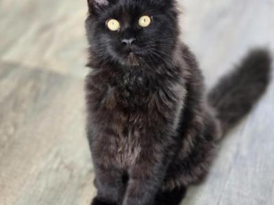 Maine Coon Black Female - Maine Coon - Gallery Photo #1