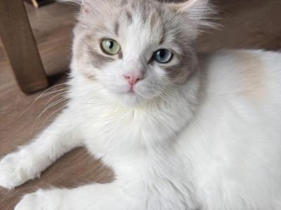 Ragamuffin Calico - Ragamuffin - Gallery Photo #1