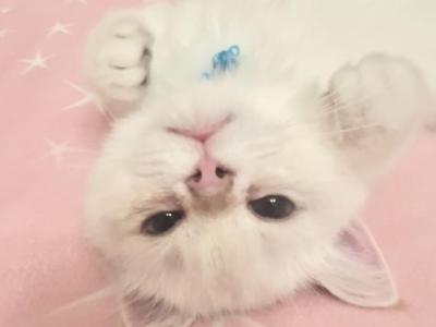 White Chinchilla - British Shorthair - Gallery Photo #1