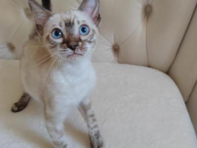 Sapphire - Bengal - Gallery Photo #1