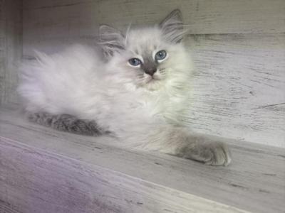 Sasha - Ragdoll - Gallery Photo #1