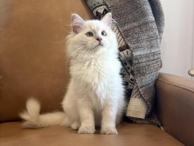 Burgundy Collar - Ragdoll - Gallery Photo #1