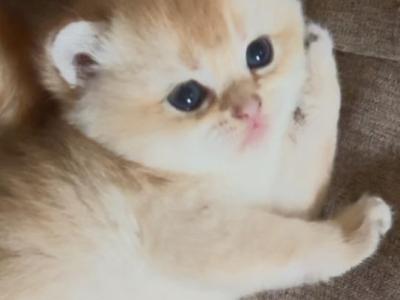 Golden Flkitten1 - British Shorthair - Gallery Photo #1