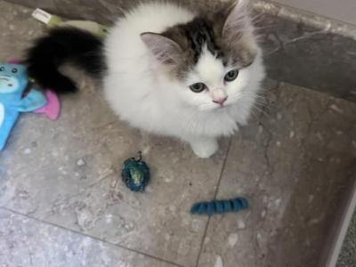 PRINCESS DAISY - Ragdoll - Gallery Photo #1