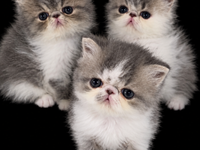 BLUES - Persian - Gallery Photo #1