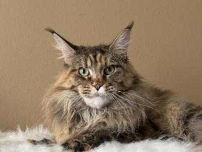 Hazel Mainecoon Girl For Adoption - Maine Coon - Gallery Photo #1