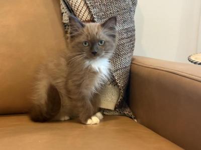 Orange Collar - Ragdoll - Gallery Photo #1