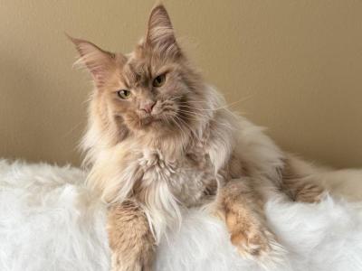 Toffee Young Maine Coon Girl - Maine Coon - Gallery Photo #1