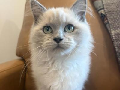 Turquoise Collar - Ragdoll - Gallery Photo #1