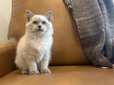 Turquoise Collar - Ragdoll - Gallery Photo #1