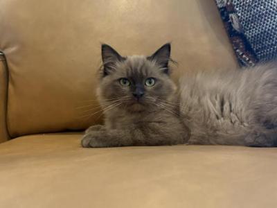 Dark Blue Collar - Ragdoll - Gallery Photo #1