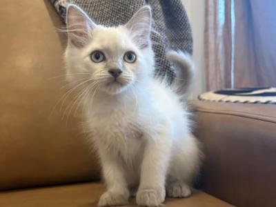 Green Collar - Ragdoll - Gallery Photo #1
