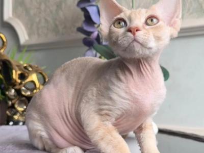 Kesha - Devon Rex - Gallery Photo #1