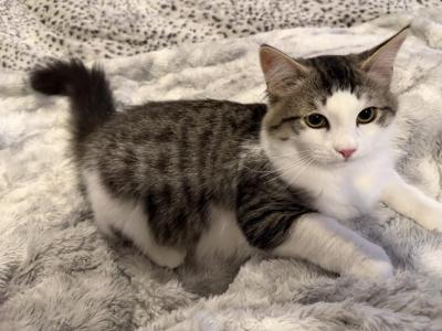 Sushi Of FirCountry Siberians - Siberian - Gallery Photo #1