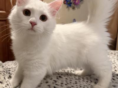 Dumpling Of FirCountry Siberians - Siberian - Gallery Photo #1