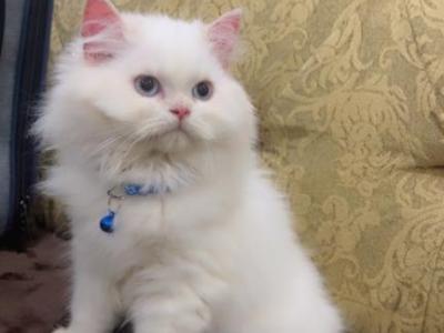 Beautiful Persian Kittens - Persian - Gallery Photo #1