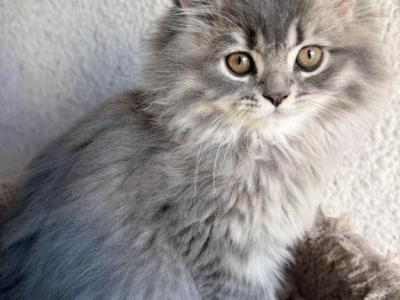 Rio - Persian - Gallery Photo #1
