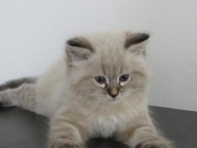 Simba - Siberian - Gallery Photo #1