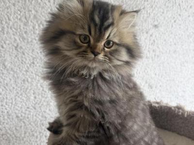 Simba - Persian - Gallery Photo #1