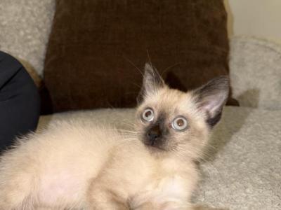 Coconut - Siamese - Gallery Photo #1