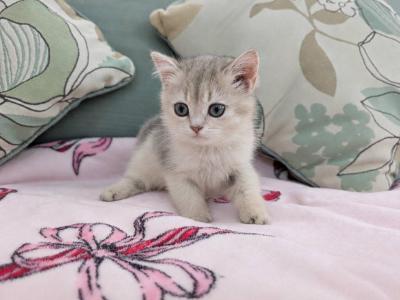 Iris - British Shorthair - Gallery Photo #1