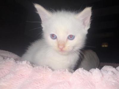 Flame Point Kitten Male - Siamese - Gallery Photo #1