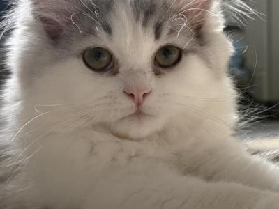 Leo - Persian - Gallery Photo #1