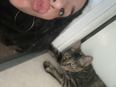 Bella - Domestic - Gallery Photo #1