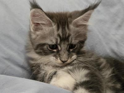 Madison And Royal - Maine Coon - Gallery Photo #1