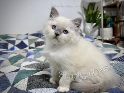 Narcissa - Ragdoll - Gallery Photo #1
