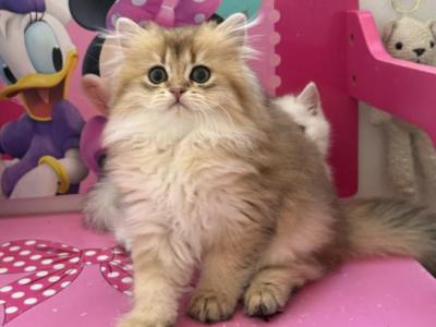 Sam - British Shorthair - Gallery Photo #1