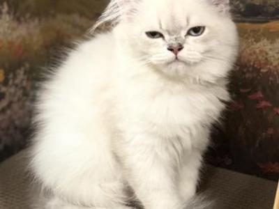 Buffet - British Shorthair - Gallery Photo #1