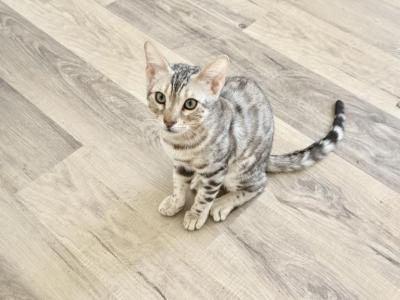 Bengal Sliver - Bengal - Gallery Photo #1