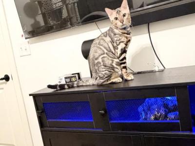 Lynx Russian Imported - Bengal - Gallery Photo #1