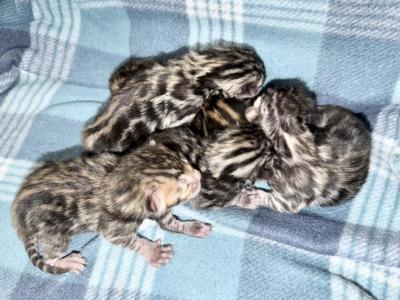 4 Kittens Available Meet In Person - Bengal - Gallery Photo #1