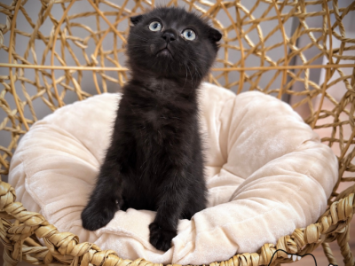 BlackScottish - Scottish Fold - Gallery Photo #1