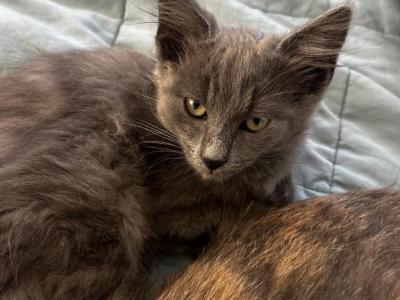 Fluffy Gray Kitten - Domestic - Gallery Photo #1