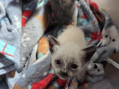 Issi - Siamese - Gallery Photo #1