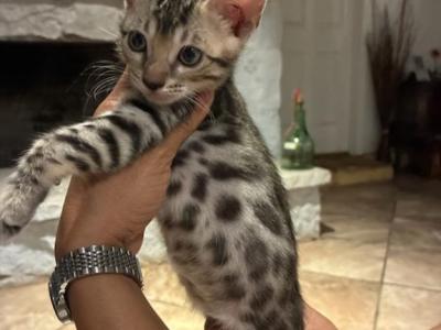 New Litter - Bengal - Gallery Photo #1